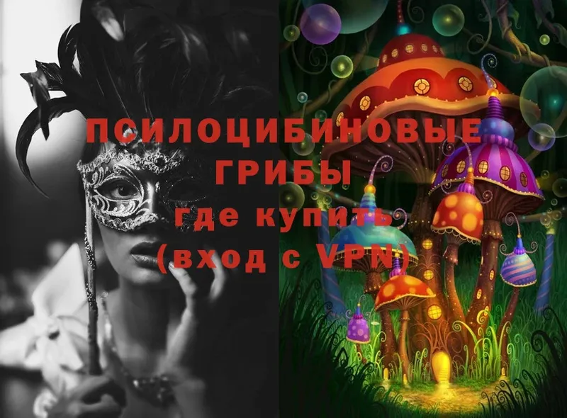 дарнет шоп  Болхов  Псилоцибиновые грибы Psilocybine cubensis 